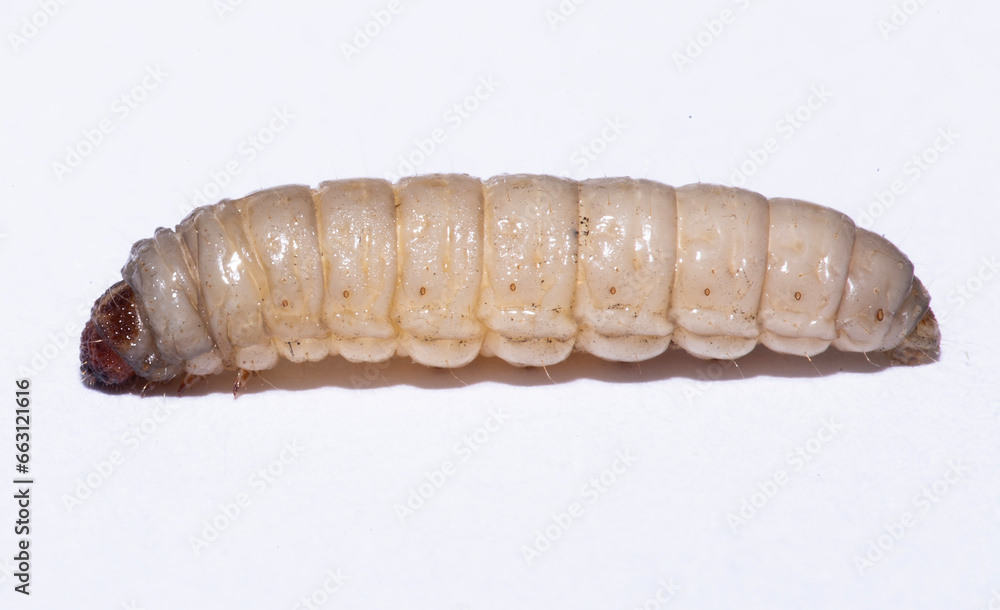 galleria mellonella using for biology as a model galleria mellonella using for biology as a model