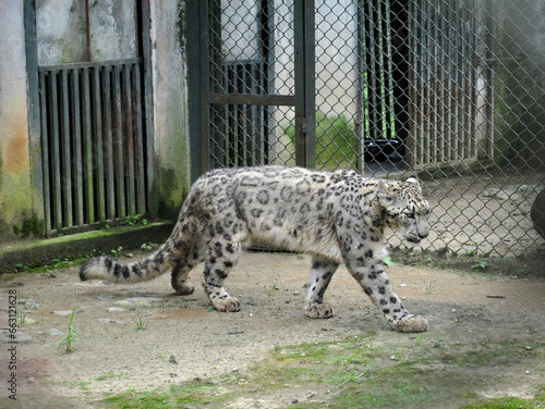 Endangered Snow Leopard In Zoo photo