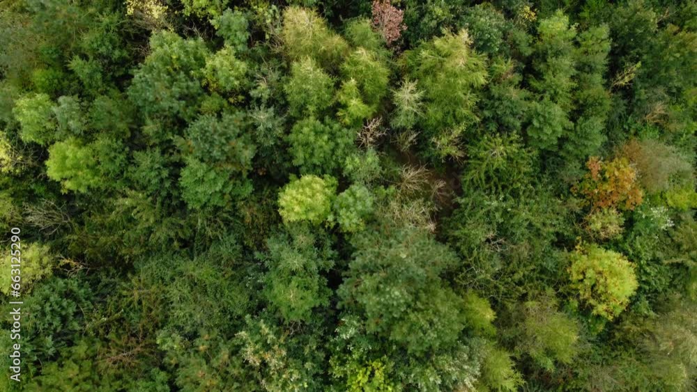 Early autumn woodland forest in the mountains. Aerial view fly over deciduous wooodland birds and fowl. 4k Early autumn woodland forest in the mountains. Aerial view fly over deciduous wooodland birds and fowl. 4k