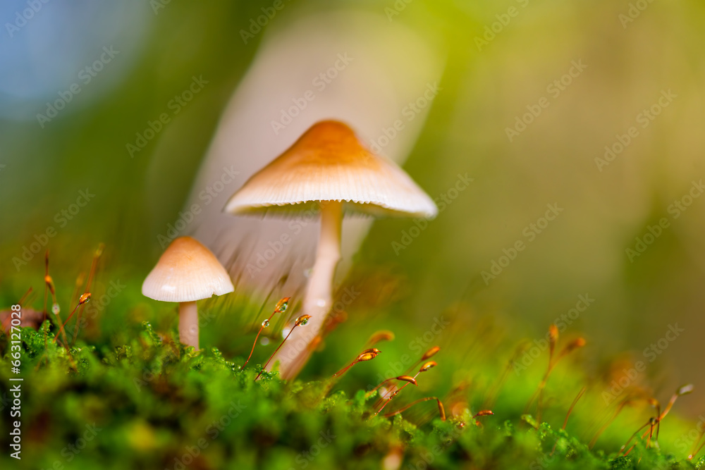 Fototapeta premium Yellowleg bonnet or yellow-stemmed mycena (Mycena epipterygia) a fungus in the family Mycenaceae. Pair of small mushrooms macro close up growing on a moss covered tree stump in fall season in Germany.