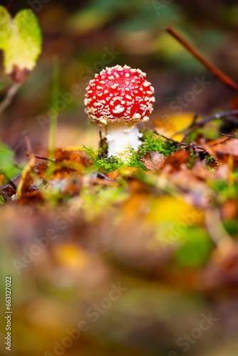 Fly agaric (Amanita muscaria) is a red and white spotted poisonous toadstool mushroom in a forest in Sauerland. Close up of colorful small fruit body growing in brownish wet autumn foliage in october.