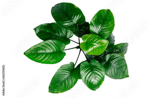 Fényképezés Top View Exotic dark leaves of Anubias Broad Leaf popular aquatic plant in aquascape isolated on transparent background