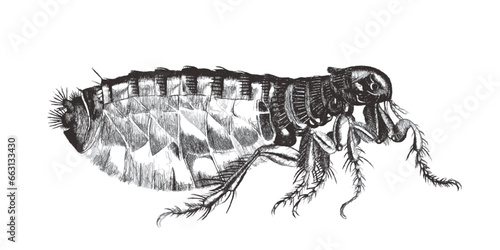 Human flea (Pulex irritans). Doodle sketch. Vintage vector illustration.
