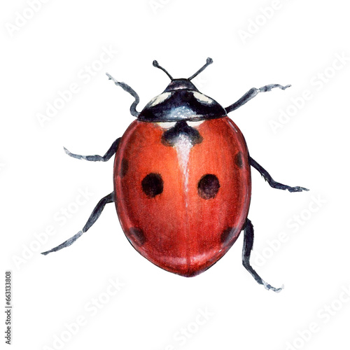 Watercolor illustration of ladybird hand-drawn on white background. Realistic animal picture of ladybug for icon or logo, designs and greetings © Belenova_art