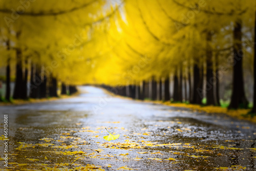 黄色いカラマツ防風林の雨で濡れた並木道 photo