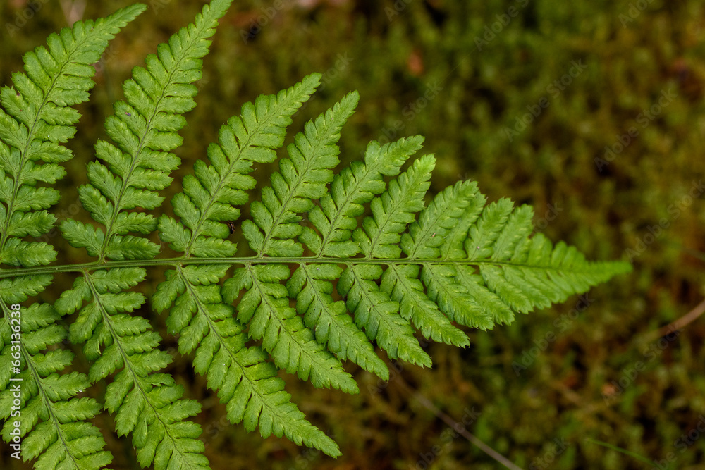 Einzelner Wald Frauenfarn Zweig Einzelner Wald Frauenfarn Zweig