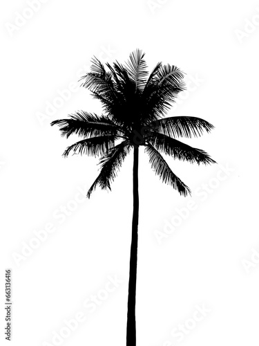 Palm tree silhouette and isolated on white. Coconut tree leaves with the black color but natural beauty of beach area.