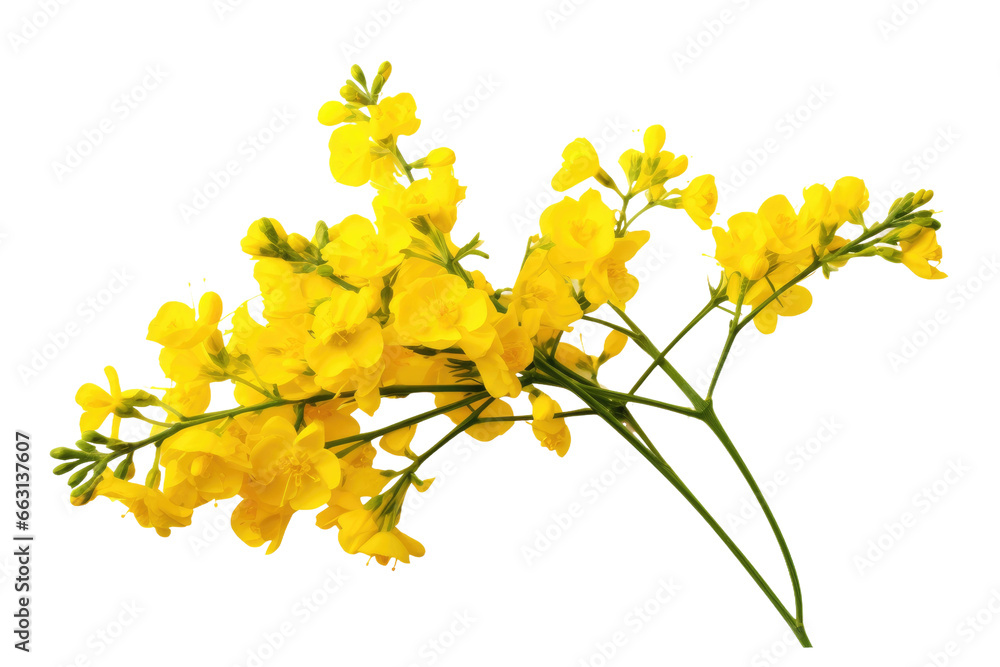 Sunny Rapeseed Bloom Isolated on Transparent Background
