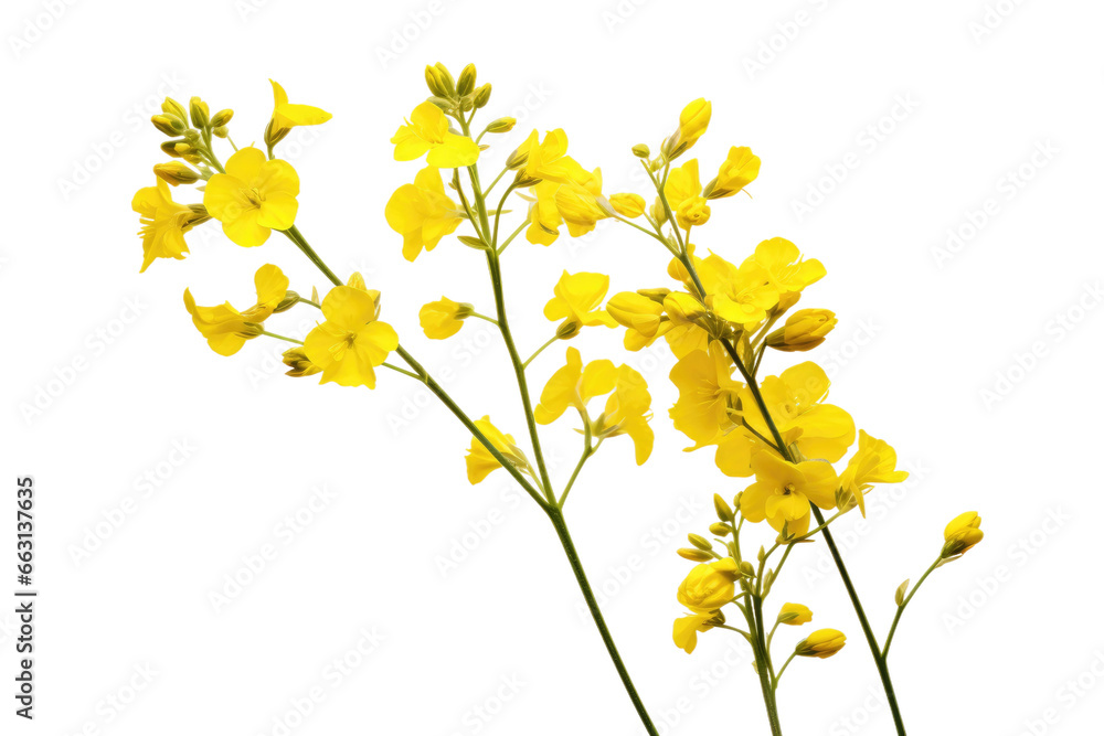 Picturesque Yellow Rapeseed Isolated on Transparent Background