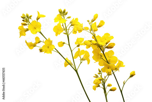 Picturesque Yellow Rapeseed Isolated on Transparent Background © Cool Free Games
