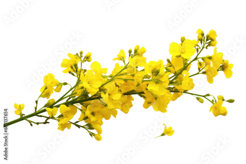 Blooming Rapeseed Cluster Isolated on Transparent Background