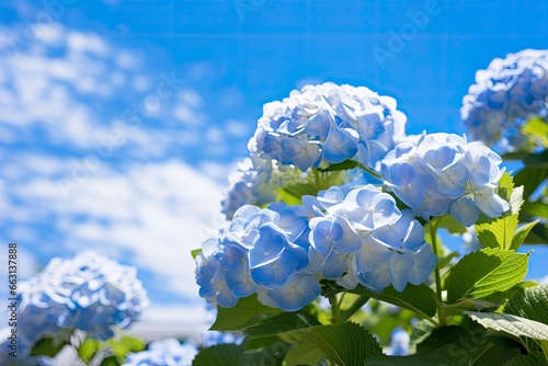 Blue French hydrangea under blue sky.