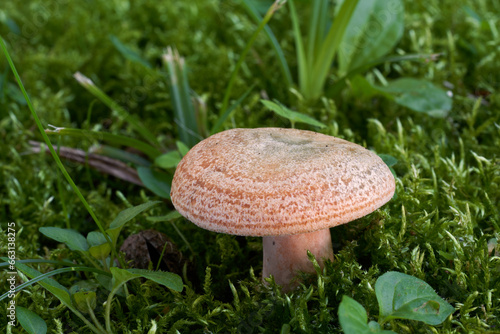 Edible mushroom Lactarius deterrimus in the moss. Known as Orange-latex Milky or False Saffron Milkcap. Wild orange mushroom under spruce tree.