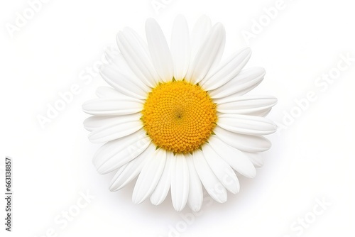 Common daisy isolated on white background. © ABDULHAMID