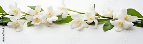 Jasmine flowers on white surface. © ABDULHAMID