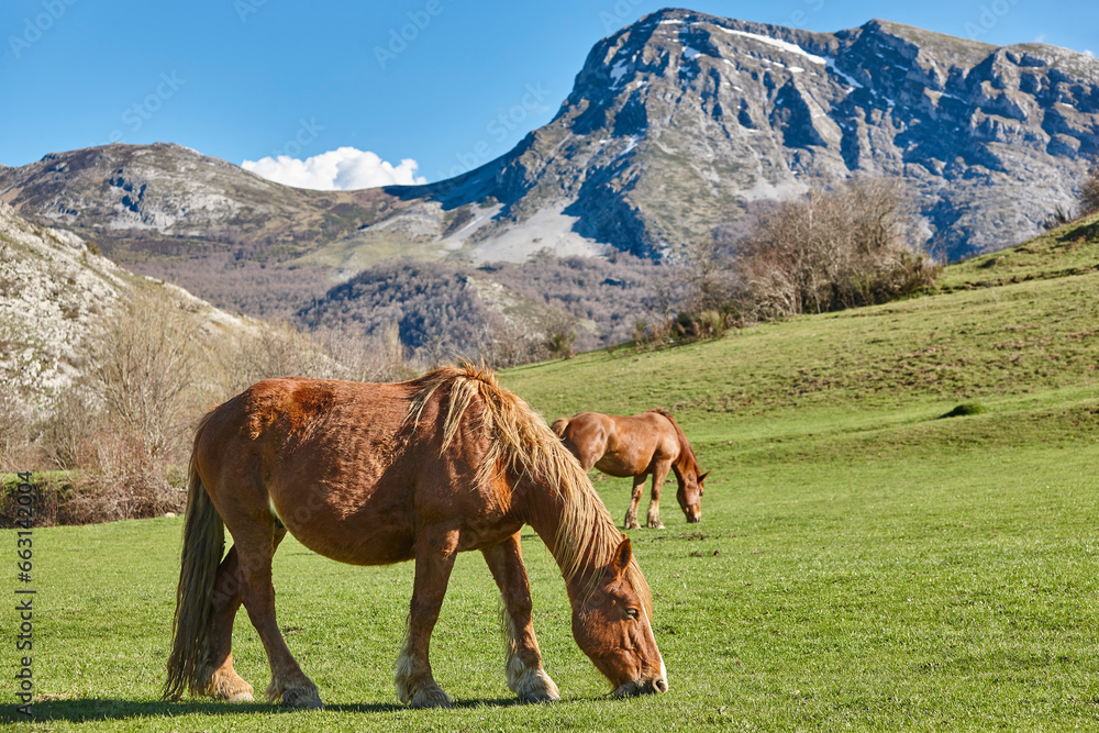 Horses in a green valley. Castilla y Leon mountain landscape