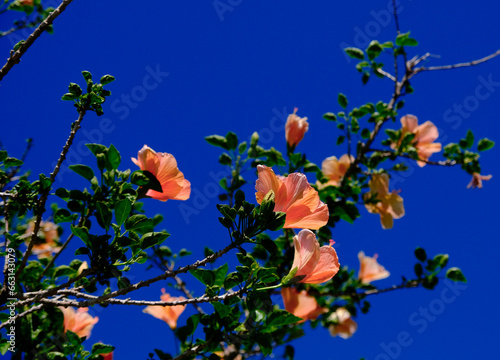 Orange Hibiscus Against Blue Sky