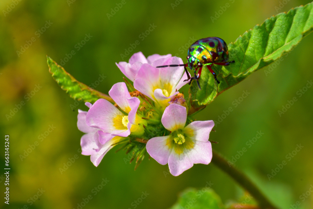 close-up photo of insect revealing little details that cannot be seen ...