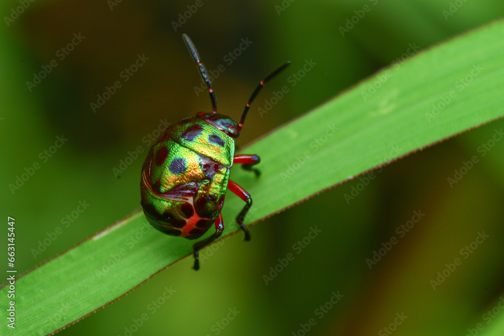 close-up photo of insect revealing little details that cannot be seen with the naked eye Insects are invertebrates, some with wings and some without. There are both small and large.