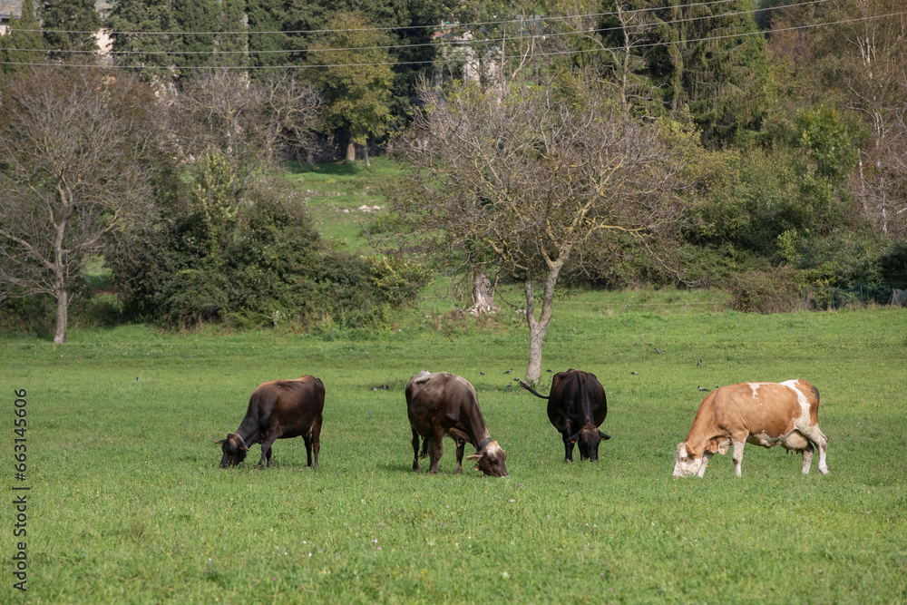 great and amazing cattle of north italy
