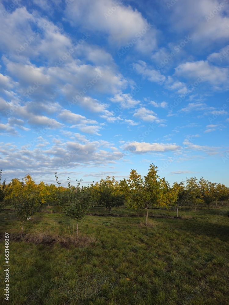 A grassy field with trees and a blue sky A grassy field with trees and a blue sky