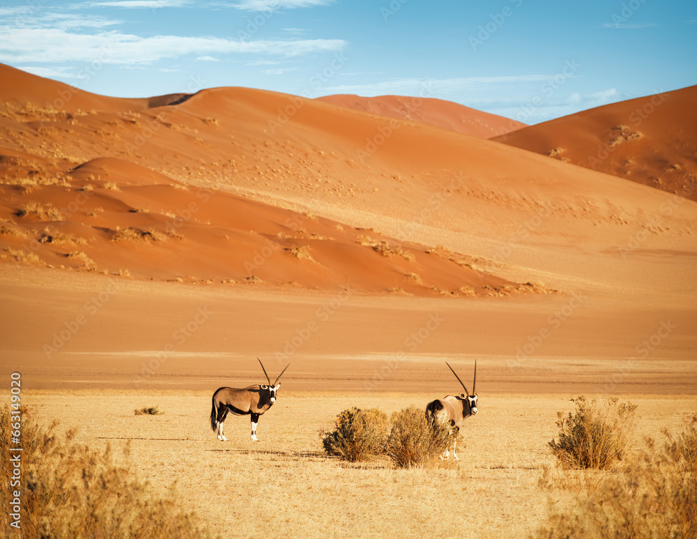 Two Oryxes Oryx Gazelle Looking Straight At Camera In The Namib two-oryxes-oryx-gazelle-looking-straight-at-camera-in-the-namib