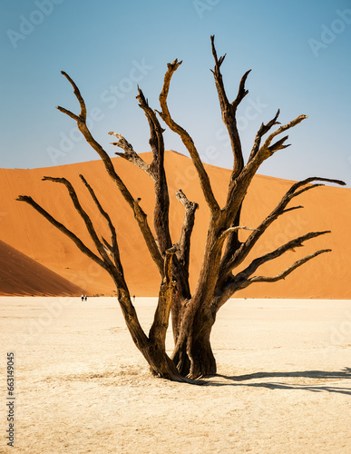 Scorched camel thorn trees against blue sky and red dunes in Deadvlei  Sossusvlei area of the Namib-Naukluft National Park  Namibia. They died 700 years ago and are now scorched black by intense sun.