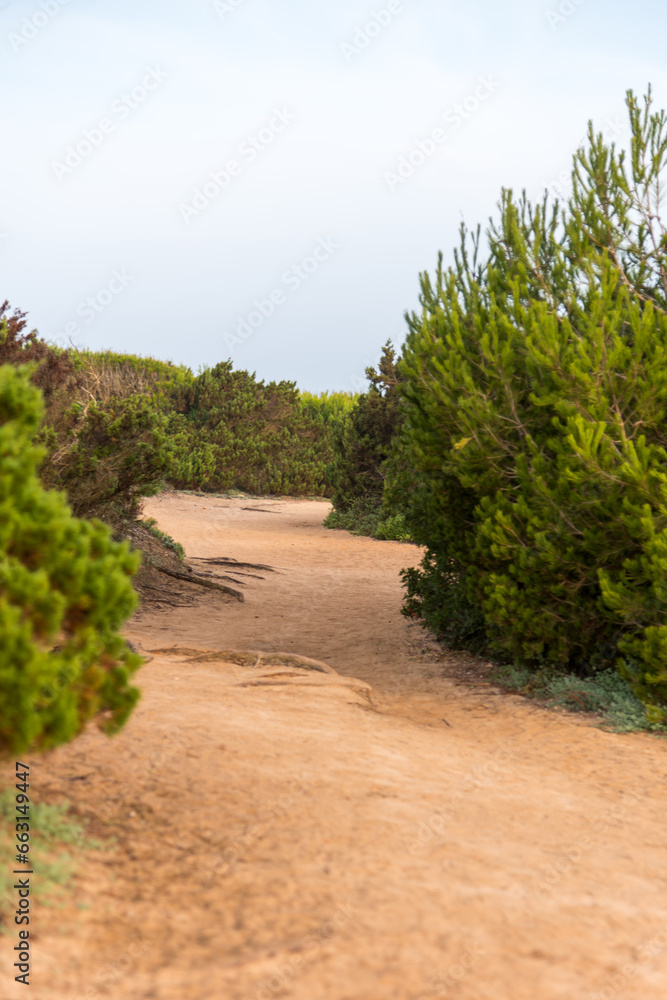 A sandy path coniferous shrubs on the island of Majorca in spain A sandy path coniferous shrubs on the island of Majorca in spain