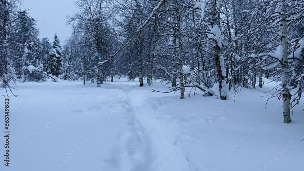 Frozen snow-covered winter forest, deeply covered with snow in sunlight. Forest in the snow. Snowy winter. Trees in the snow on the way to the Stone City. Russia. Perm Region. 4K Frozen snow-covered winter forest, deeply covered with snow in sunlight. Forest in the snow. Snowy winter. Trees in the snow on the way to the Stone City. Russia. Perm Region. 4K