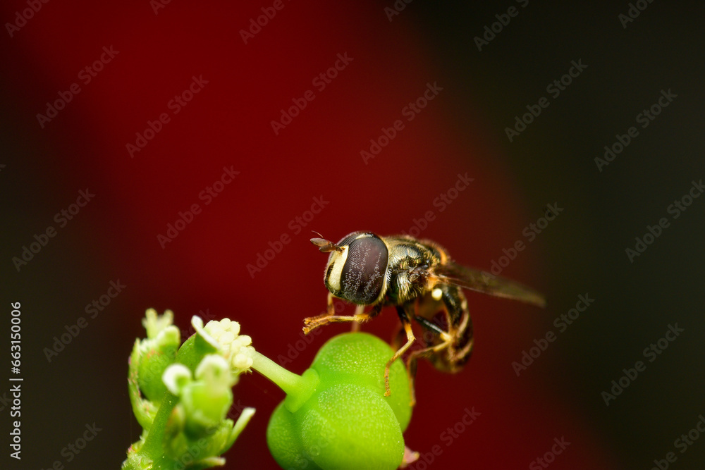 Eumerus is a hoverfly genus in the Eumerini tribe. They are small The abdomen is round and smooth. Powerful hind legs and yellow fur around the shoulder blades. has a yellow mustache Some species are Eumerus is a hoverfly genus in the Eumerini tribe. They are small The abdomen is round and smooth. Powerful hind legs and yellow fur around the shoulder blades. has a yellow mustache Some species are