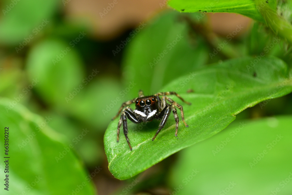 black and white jumping spider Have brown eyes It clings to the green leaves. Abundant in the rainy season black and white jumping spider Have brown eyes It clings to the green leaves. Abundant in the rainy season