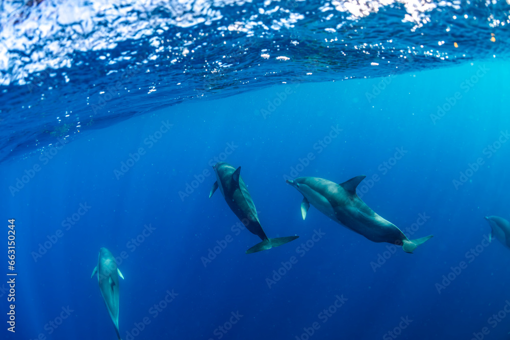 Obraz premium Underwater photo of wild dolphins, Australia