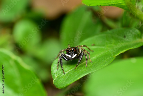 black and white jumping spider Have brown eyes It clings to the green leaves. Abundant in the rainy season