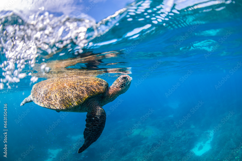 Fototapeta premium Green Turtle in the Ocean, Australia