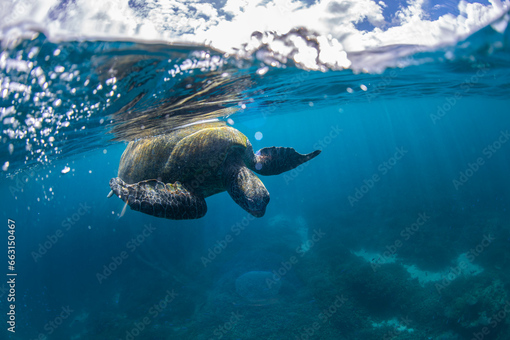 Fototapeta premium Green Turtle in the Ocean, Australia