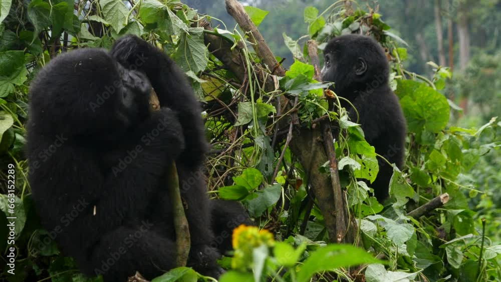 A close-up 4K gimbal shot of endangered young mountain gorilla siblings, living among their natural jungle habitat, Bwindi Impenetrable Forest National Park of Uganda, Africa.