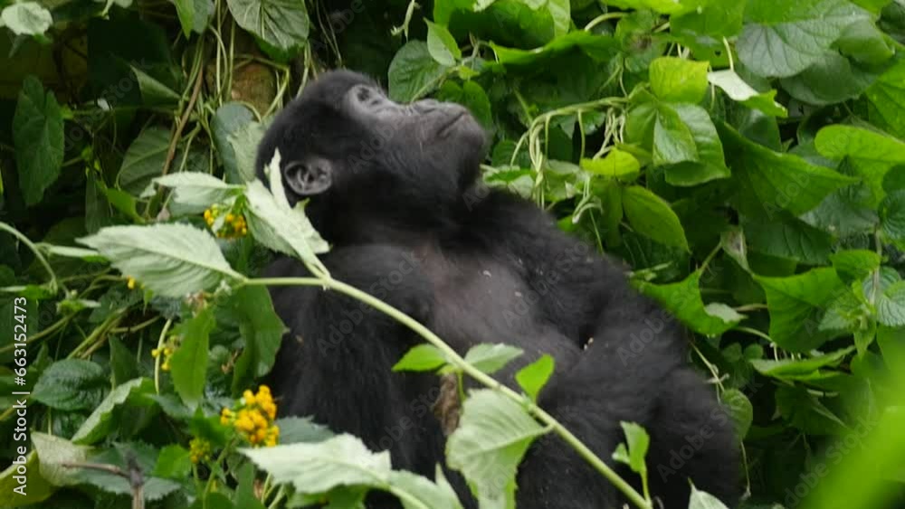 A close-up, slow-motion gimbal shot of endangered young mountain gorilla siblings, living among their natural jungle habitat, Bwindi Impenetrable Forest National Park of Uganda, Africa. A close-up, slow-motion gimbal shot of endangered young mountain gorilla siblings, living among their natural jungle habitat, Bwindi Impenetrable Forest National Park of Uganda, Africa.