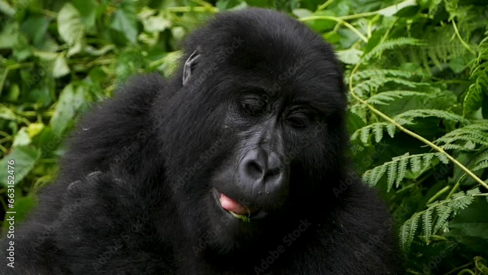 A close-up, 4K gimbal shot of an endangered mature mountain gorilla, living among their natural jungle habitat, Bwindi Impenetrable Forest National Park of Uganda, Africa. A close-up, 4K gimbal shot of an endangered mature mountain gorilla, living among their natural jungle habitat, Bwindi Impenetrable Forest National Park of Uganda, Africa.