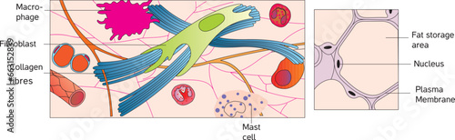 adipose tissue Areolar tissue Adipose tissue Loose connective tissue human cell tıssue
