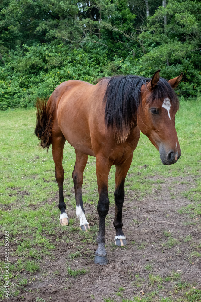 Fototapeta premium A beautiful brown horse stands gracefully in a peaceful meadow, embodying the tranquility and natural beauty of the countryside. Brown Horse in Serene Meadow. High quality photo