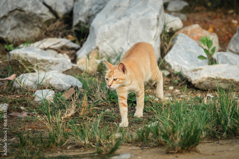 Naklejka premium tranquil stride furtive cat amongst meadow greenery