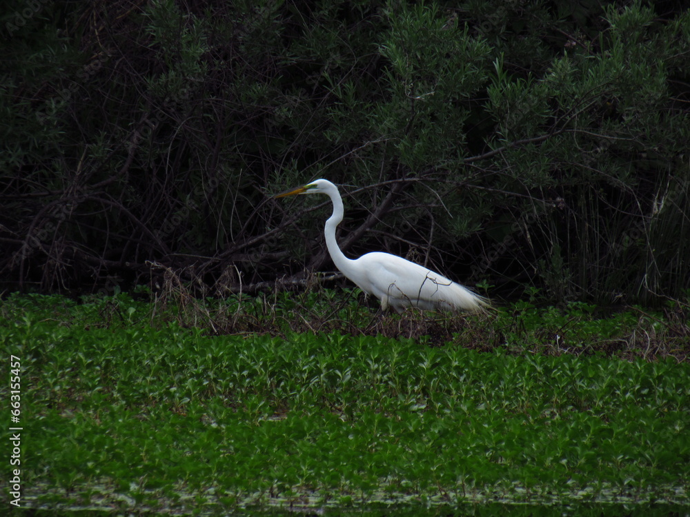 Fototapeta premium great white heron