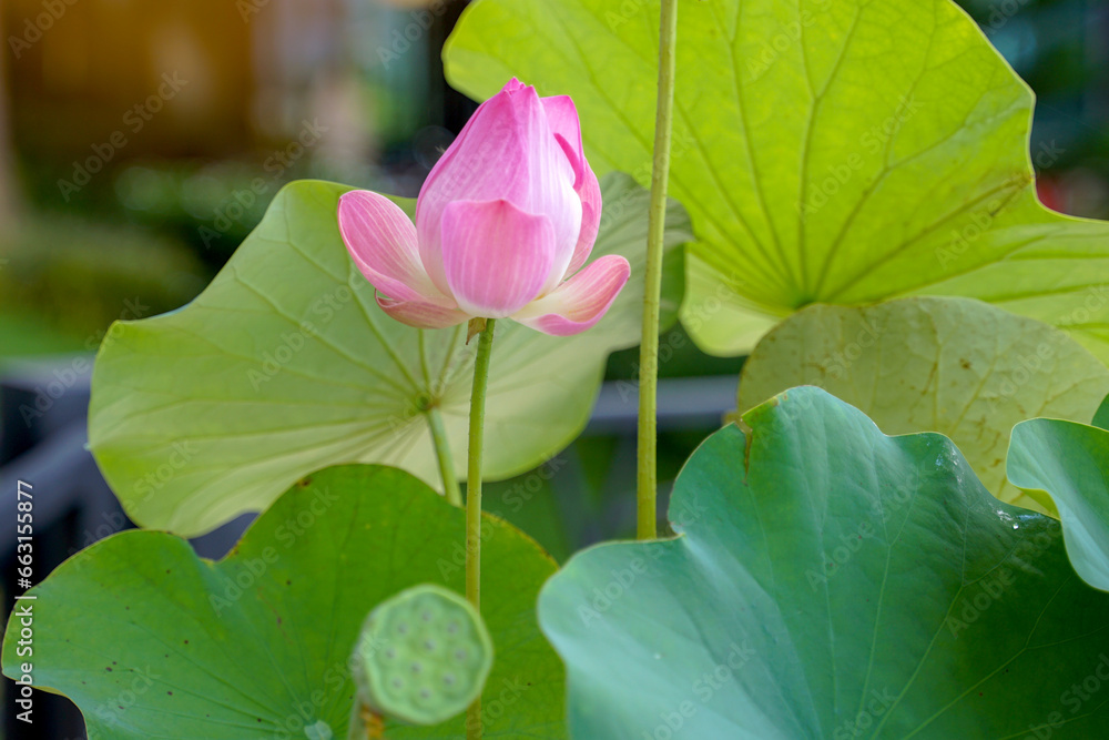 Pink sacred lotus flowers and lotus pods in the pond. that the villagers picked up from the pond village public to prepare to offer to monks. Soft and selective focus. Pink sacred lotus flowers and lotus pods in the pond. that the villagers picked up from the pond village public to prepare to offer to monks. Soft and selective focus.