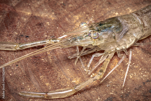 Fresh Water Shrimp, macro close up detail, isolated on a wooden background, Murray River, South Australia.