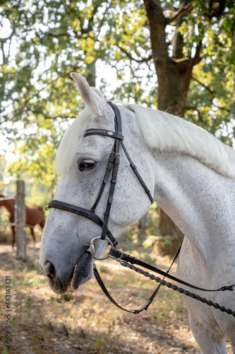 portrait of grey horse purebred thoroughbred at the race track with white racing track practice synthetic bridle with round ringed bit racing martingale english tack young grey thoroughbred race horse photo