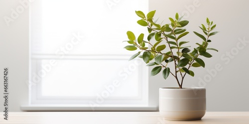 A potted plant sitting on top of a white table. © Coosh448