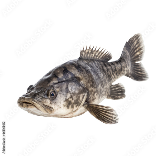coelacanth fish isolated on transparent background,transparency 