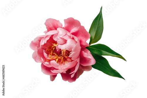 Peony isolated on transparent background transparency 