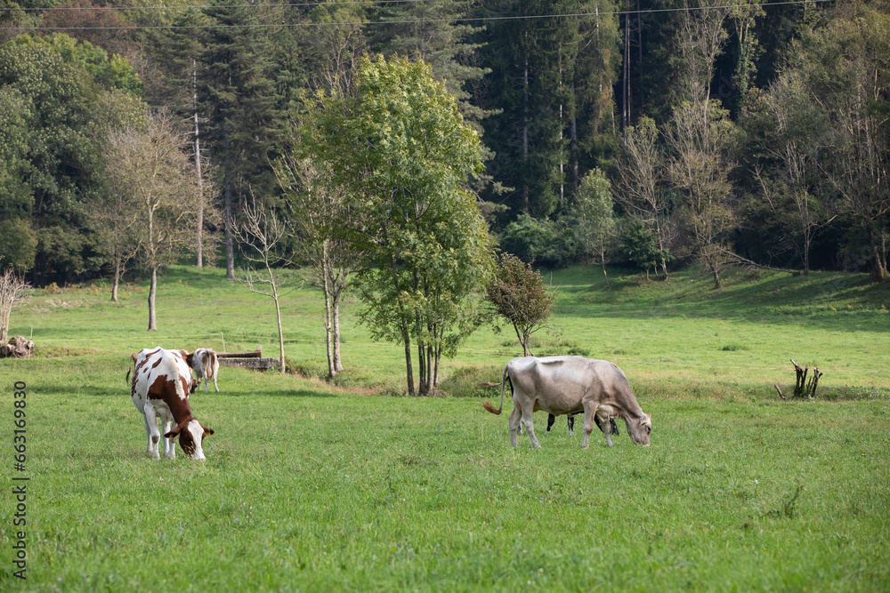 Great and wonderfull cattle raze of north italy Great and wonderfull cattle raze of north italy
