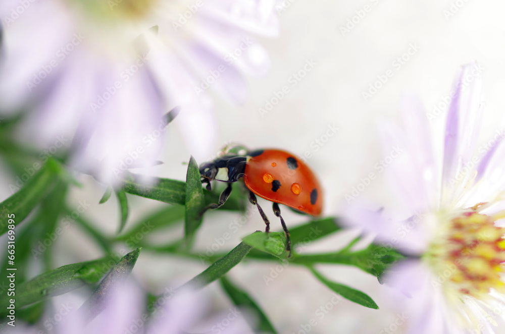 Ladybug crawling on a beautiful flower Ladybug crawling on a beautiful flower